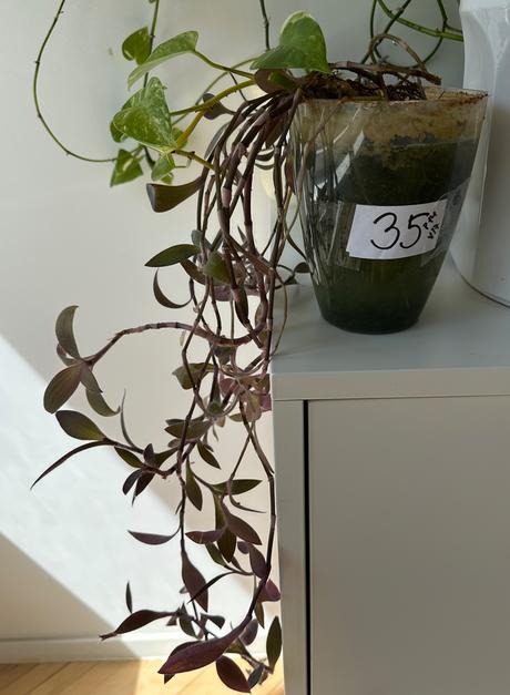 Predám rastlinu tradescantia č.35,