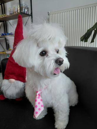 Salón pre psov lusi , ponúkam kompletnú úpravu psí, 