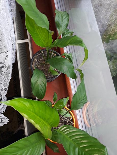 Lopatkovec  rastlinky, 