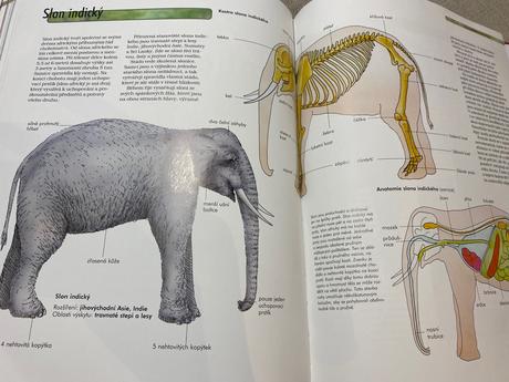 Savci vědomosti v kostce anatomie chování oblasti, 