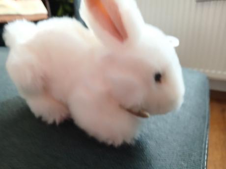 Plysovy zajacikovia rappa, 