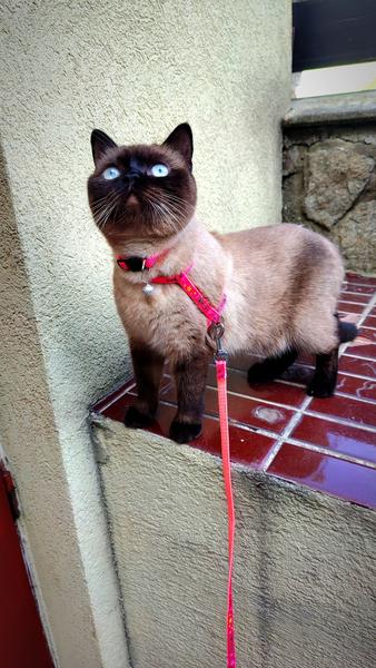 Stratila sa mačka s ružovým obojkom