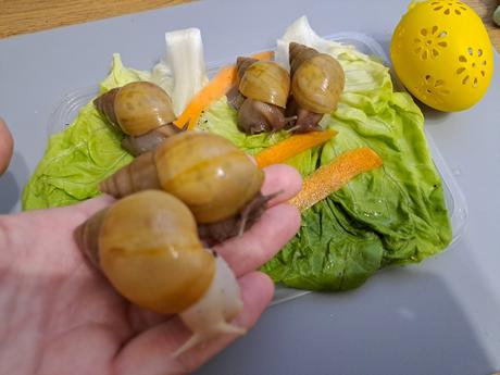 Africký slimáčikovia  mix, 