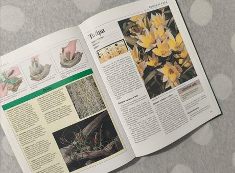 Rastliny v byte a na balkóne, 