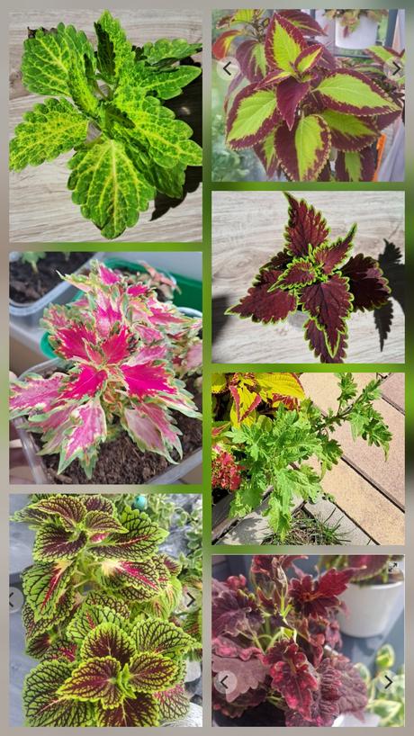 Okrasná žíhľava (5ks) koleus, 