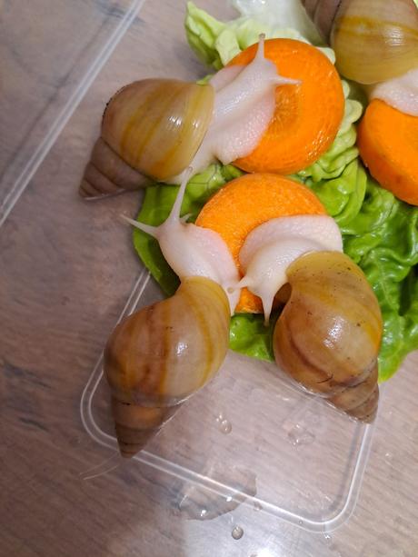 Lissachatina fulica hamillei rodatzi albinobody,