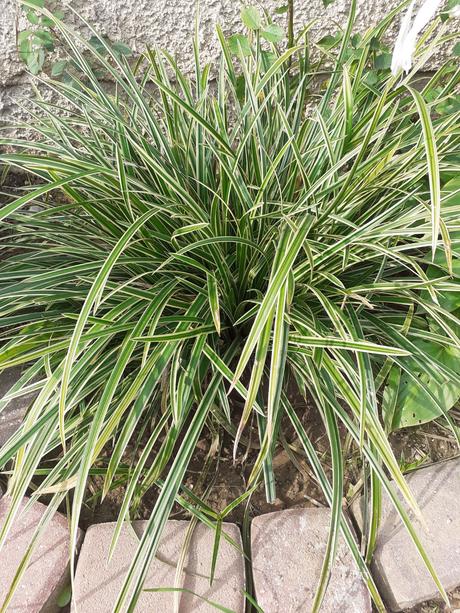 Ostrica japonská okrasná trava, 