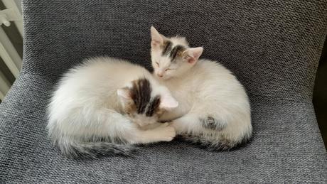 Mačiatka dve sestry,