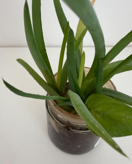 Rastlina č.24 aloe vera 2x odnož,