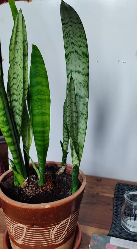 Sansevieria, 