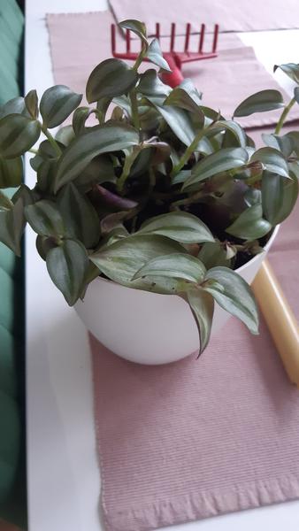 Ako vzkriesim tieto kvety?