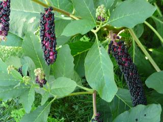 Malý asi zjedol jedovatú bobulu. Čo mám robiť?