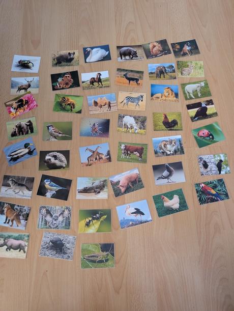 Kartičky zvieratá,