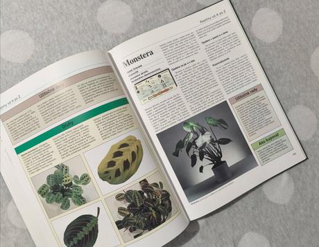 Rastliny v byte a na balkóne, 