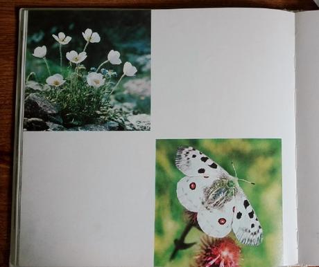 Kvety a hory - oldřich staněk, 