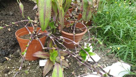 Kalísia voňavá tinktúra -extra silná-60 per. lieh,