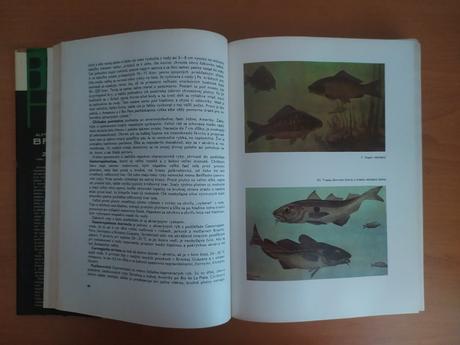 Ryby, obojživelníky, plazy, 