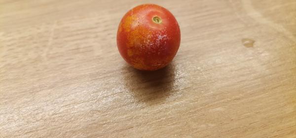 Čo sa stalo s týmito plodmi?