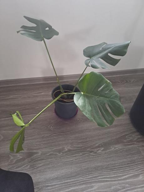 Monstera kvet, 40-50cm, 