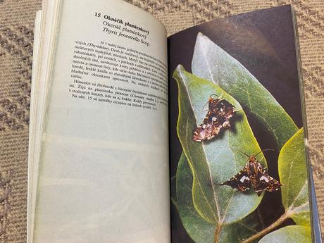 Stará krásna retro kniha motýle 1982 jozef polonec,