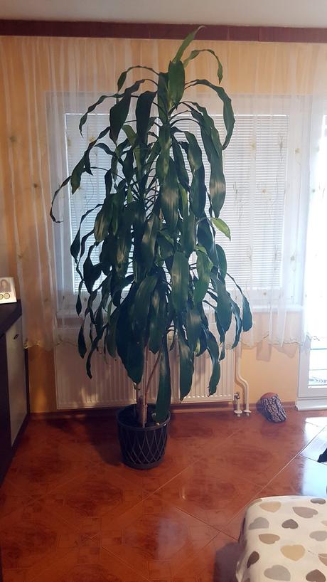 Dracéna ( dracaena massangeana ) 2,5 m, 