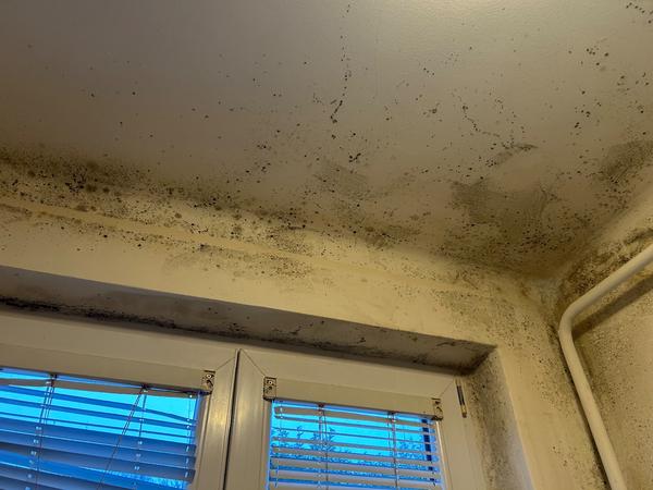 Problémy s plesňou v dome