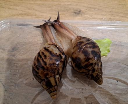 Africký slimák lissachatina reticulata klasik,