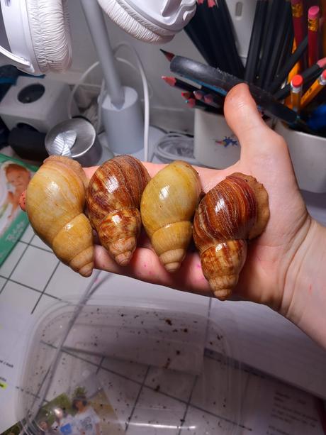 Archachatina porphiro clasic a albino shell, 