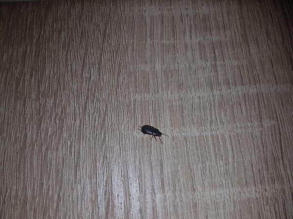 Hmyz v staršom byte