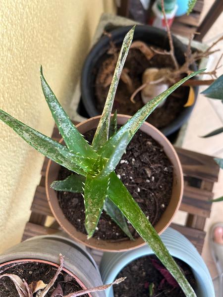 Aké choroby postihujú kvety aloe vera?