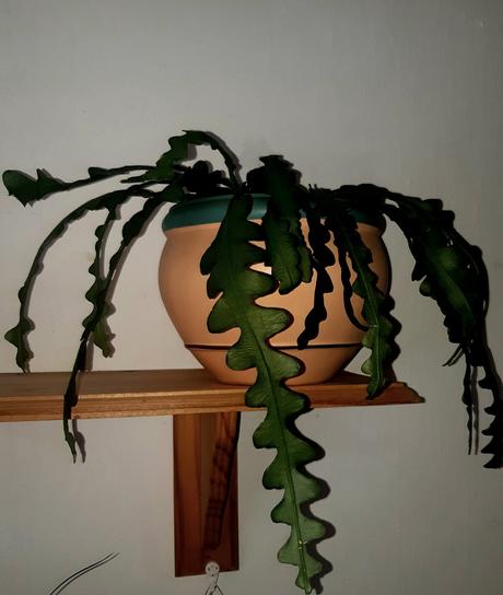 Rastliny kaktus fishbone 2e, 