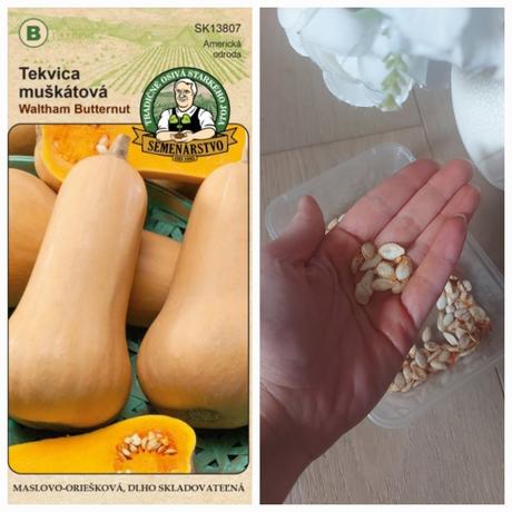 Muskatova tekvica - maslova- semena,