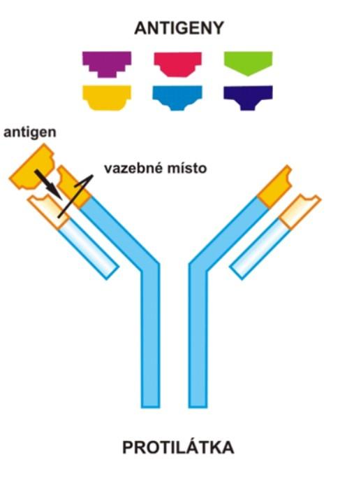 Chemická štruktúra protilátky Chemická štruktúra protilátky