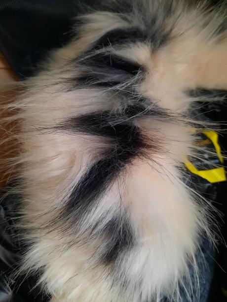 Zimna bunda lesklá, m