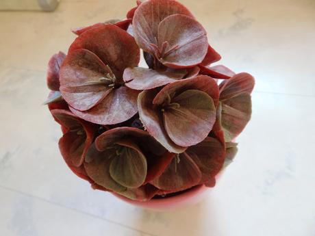 Dekorácia - kvet v črepníku, 