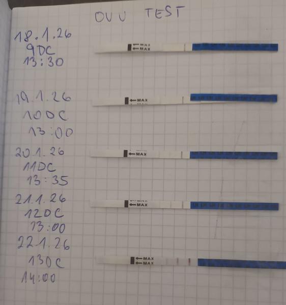 Kedy je najlepší čas na snaženie po pozitívnom ovulačnom teste?