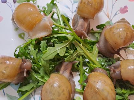 Africký slimák lissachatina fulica hamillei rodatz, 