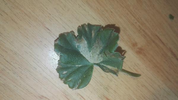 Choré muškáty, čo im je?