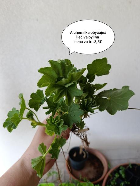 Alchemilka, skalník, 