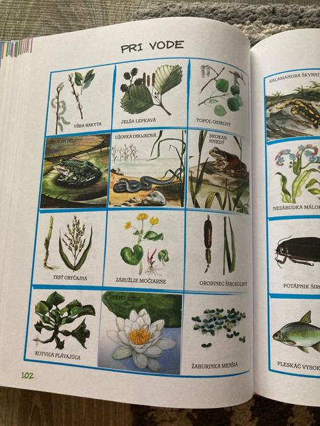 Ottova veľká kniha prvák, 