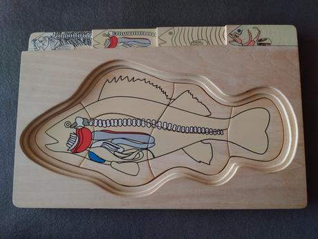 Viacvrstvové drevené anatomické puzzle ryba, 