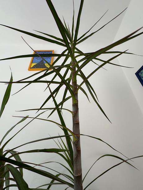 Predám dracaenu marginatu 2metrovú za 50eur, 