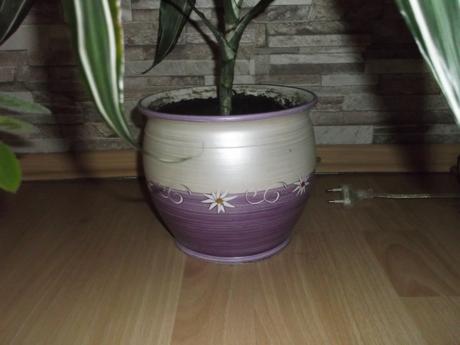 Dracena, rýmovník, lopatkovec, 