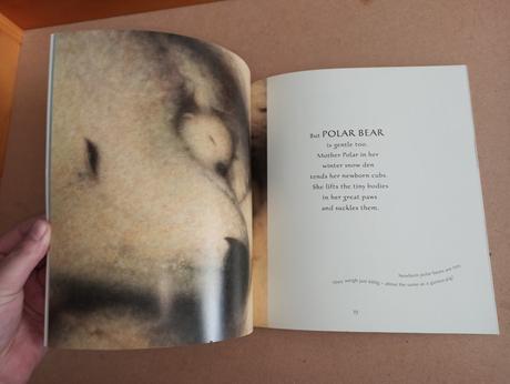 Nicola davies - ice bear, 