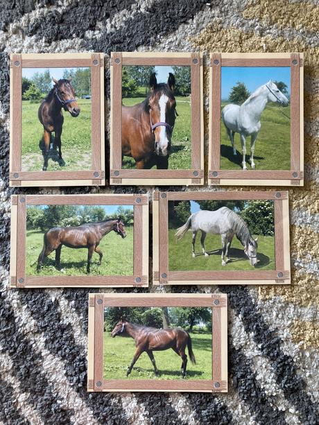 Pohľadnice koní nepopísané 6ks,