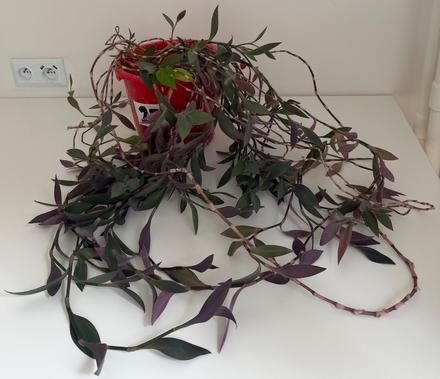 Izbová rastlina tradescantia č.25 za 17eur,