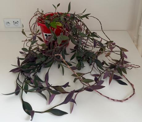 Izbová rastlina tradescantia č.25 za 17eur, 