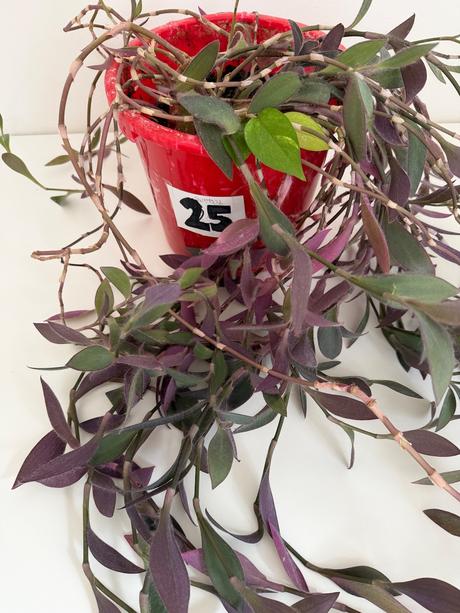 Izbová rastlina tradescantia č.25 za 17eur, 