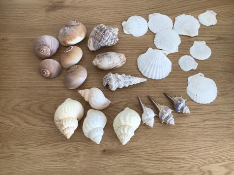 Zbierka mušlí, 