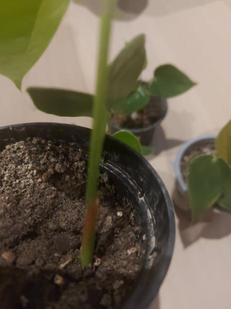 Anturia červená- okrasný kvet -anthurium andreanum,